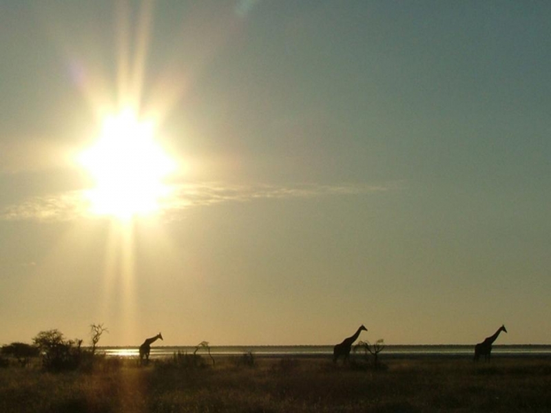 Africa Nature Animals (5)